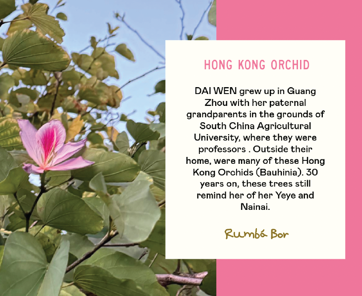 Hong Kong Orchid